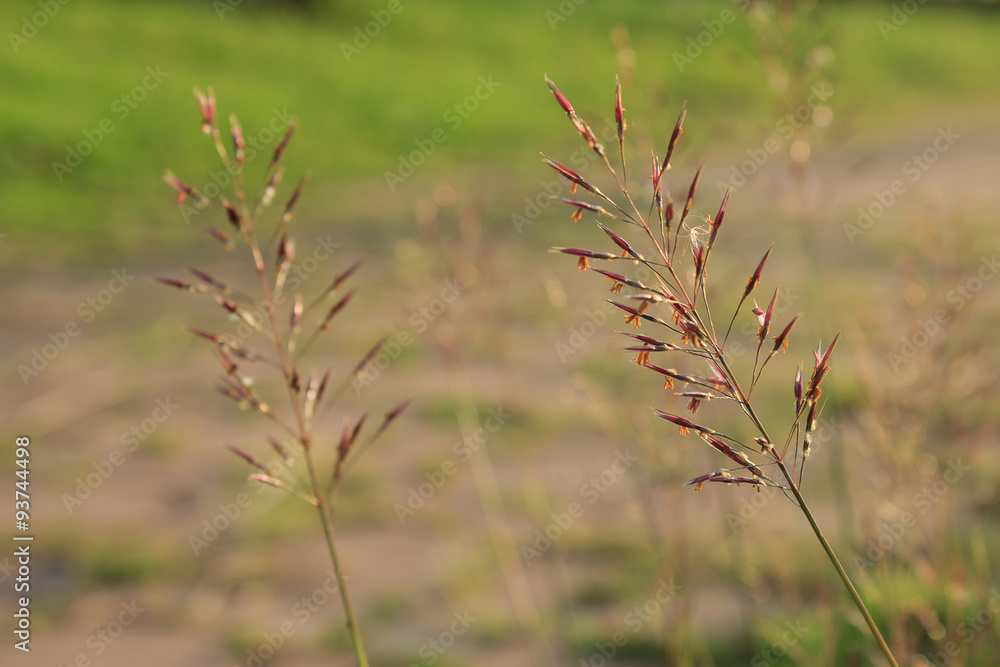 beautiful flowering grass at dawn beautiful flowering grass at dawn