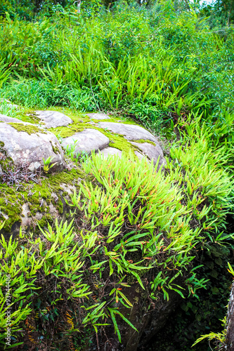 Green fern growing on a rock in the forest of Thailand
