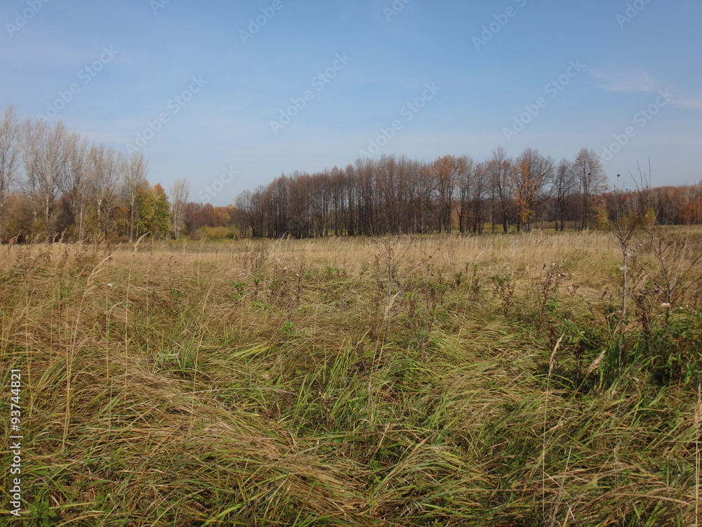 Fototapeta premium Осеннее поле с желтой травой в солнечный день