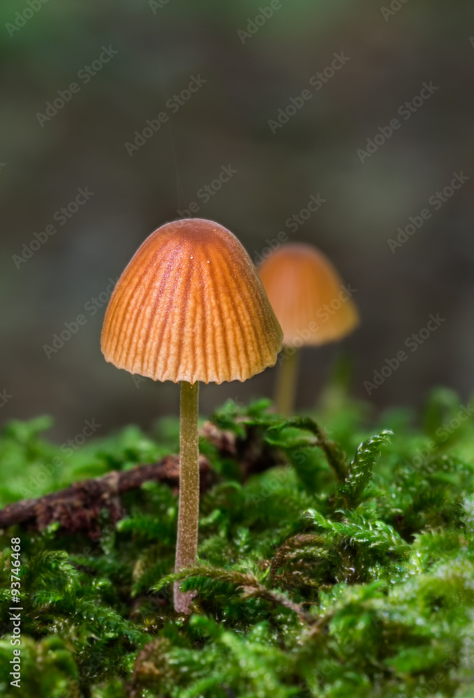 Small mushrooms Small mushrooms
