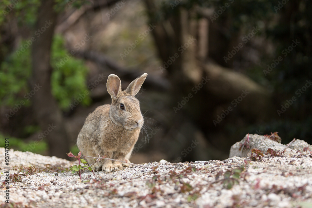 Fototapeta premium うさぎ