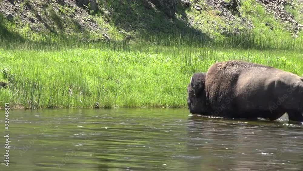 Yellowstone wildlife male Bull Bison crosses river 4K Yellowstone wildlife male Bull Bison crosses river 4K