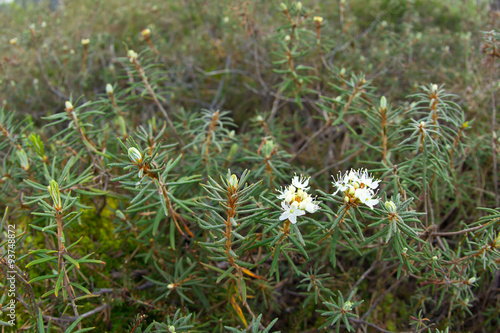 Rhododendron tomentosum - commonly known as Marsh Labrador tea, northern Labrador tea or wild rosemary