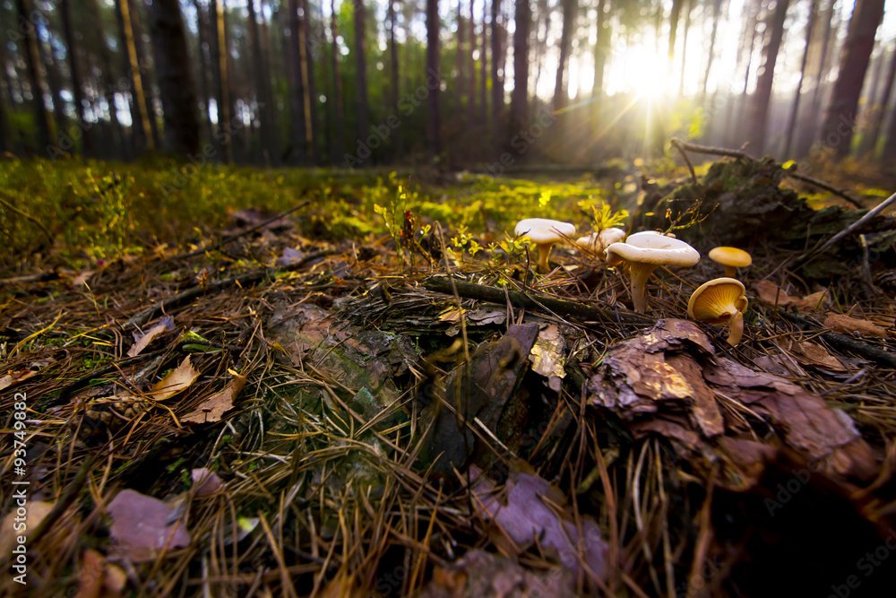 Obraz premium Fungus in the forest