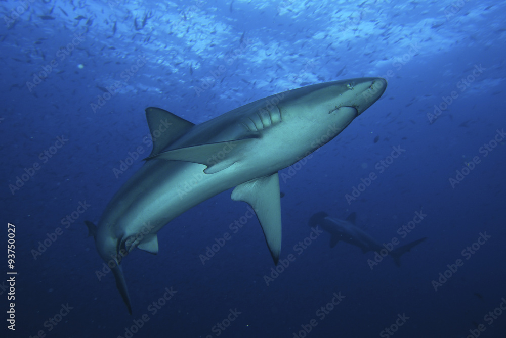 Fototapeta premium Haifisch in blauer Tiefe