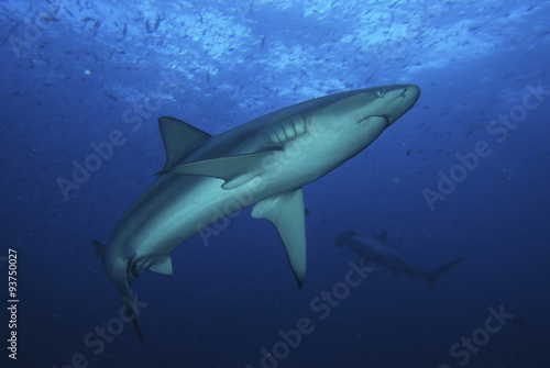 Haifisch in blauer Tiefe © froto
