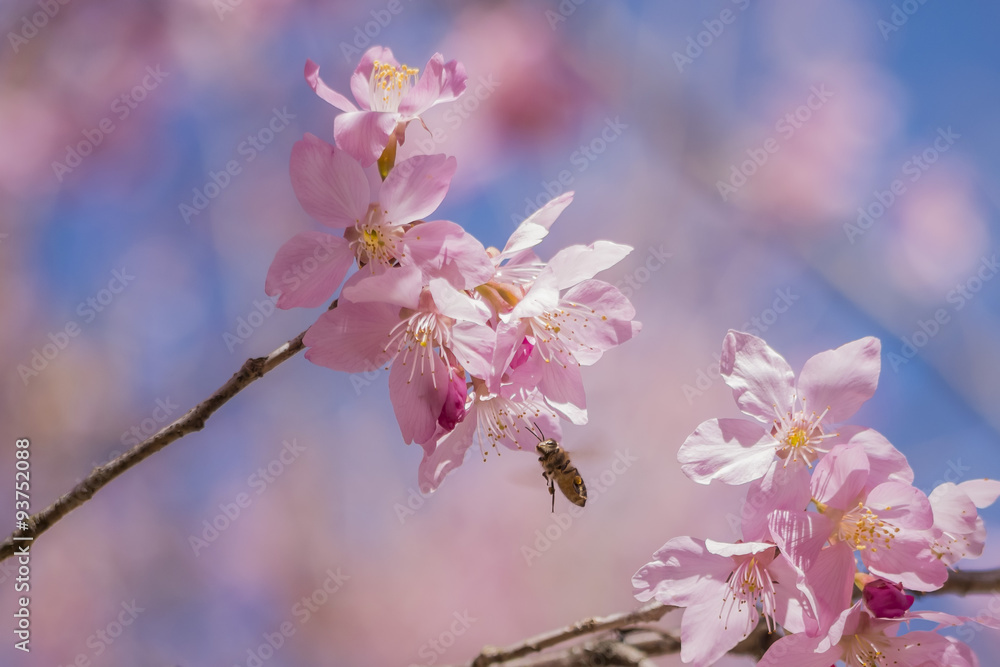 Pink Sakura flowers (cherry) blossom in Taiwan