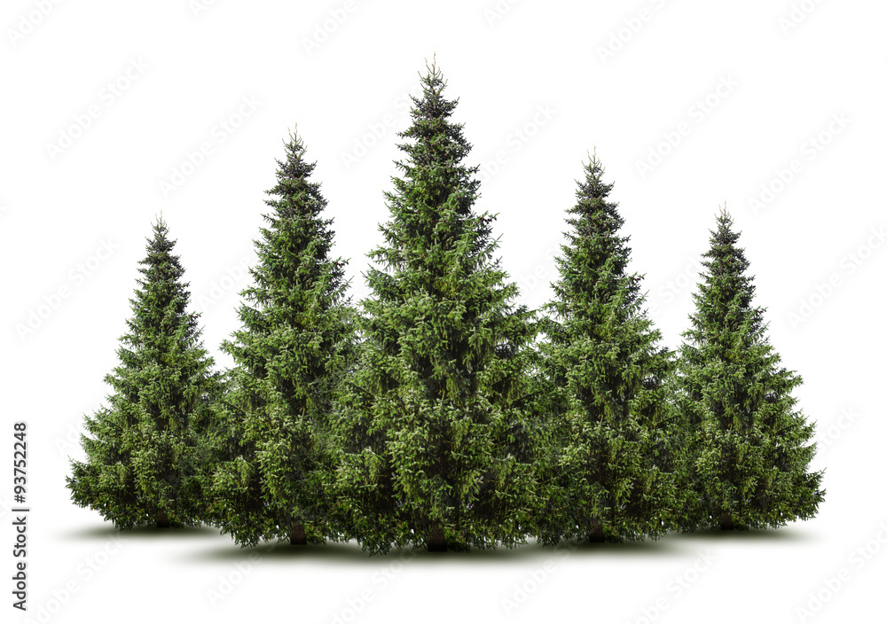 Fototapeta premium Weihnachtsbäume