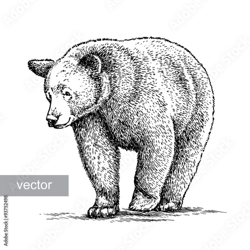 engrave bear illustration