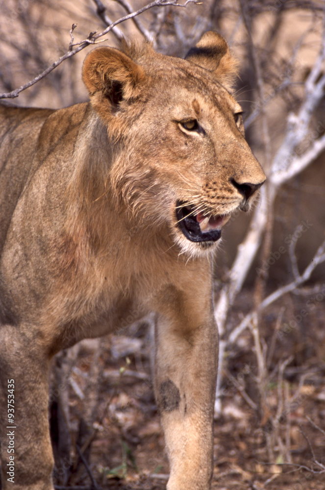 Leone - lion (Panthera leo) del Selous Game Reserve in Tanzania
Leone - lion (Panthera leo) del Selous Game Reserve in Tanzania