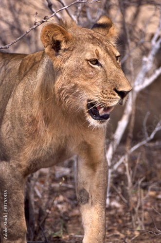 Leone - lion (Panthera leo) del Selous Game Reserve in Tanzania 