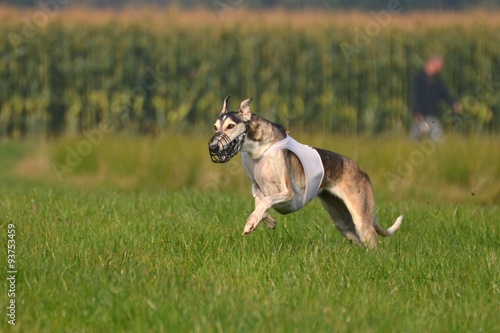 Chart Polski beim Coursing photo