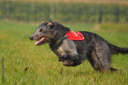 Deerhound beim Coursing photo