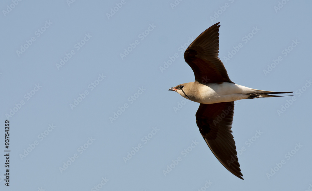 Obraz premium Collared Pratincole