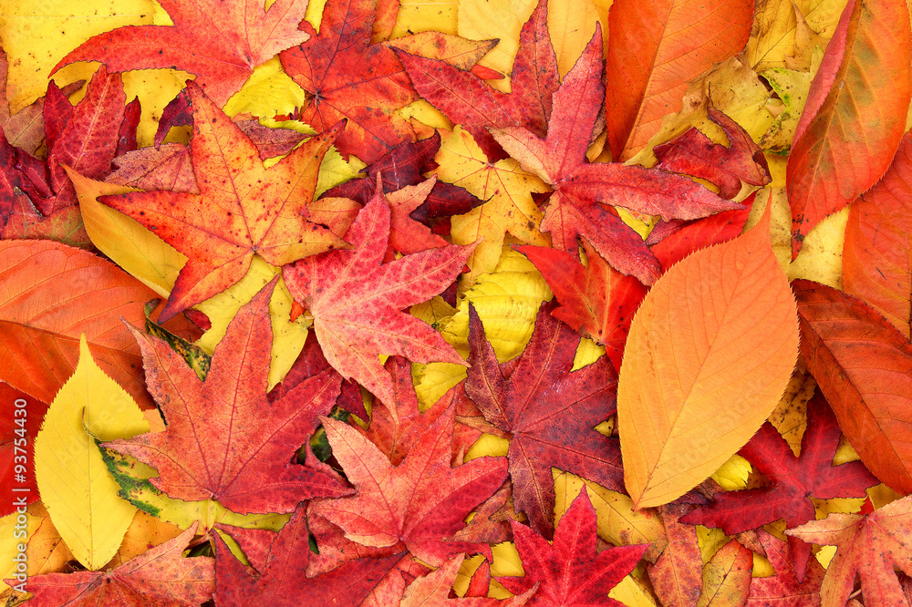 Obraz premium yellow red orange and purple autumn leaves background