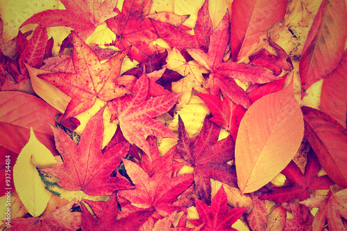 yellow red orange and purple autumn leaves background