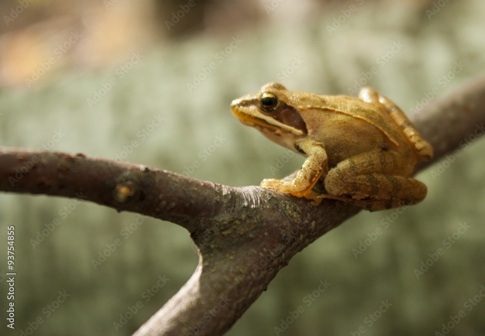 Greek stream frog (Rana graeca) Greek stream frog (Rana graeca)