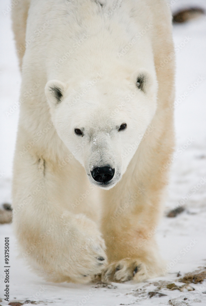 Portrait of a polar bear. Close-up. Canada. An excellent illustration. Portrait of a polar bear. Close-up. Canada. An excellent illustration.