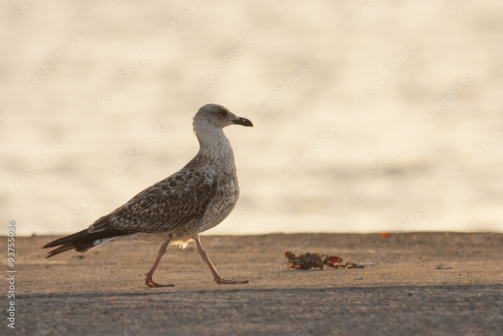 Yellow-legged Gull Yellow-legged Gull