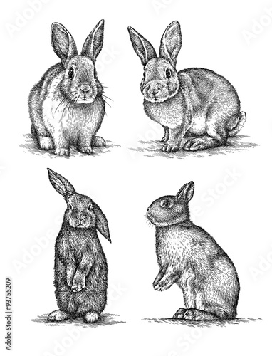 engrave rabbit illustration Fototapet