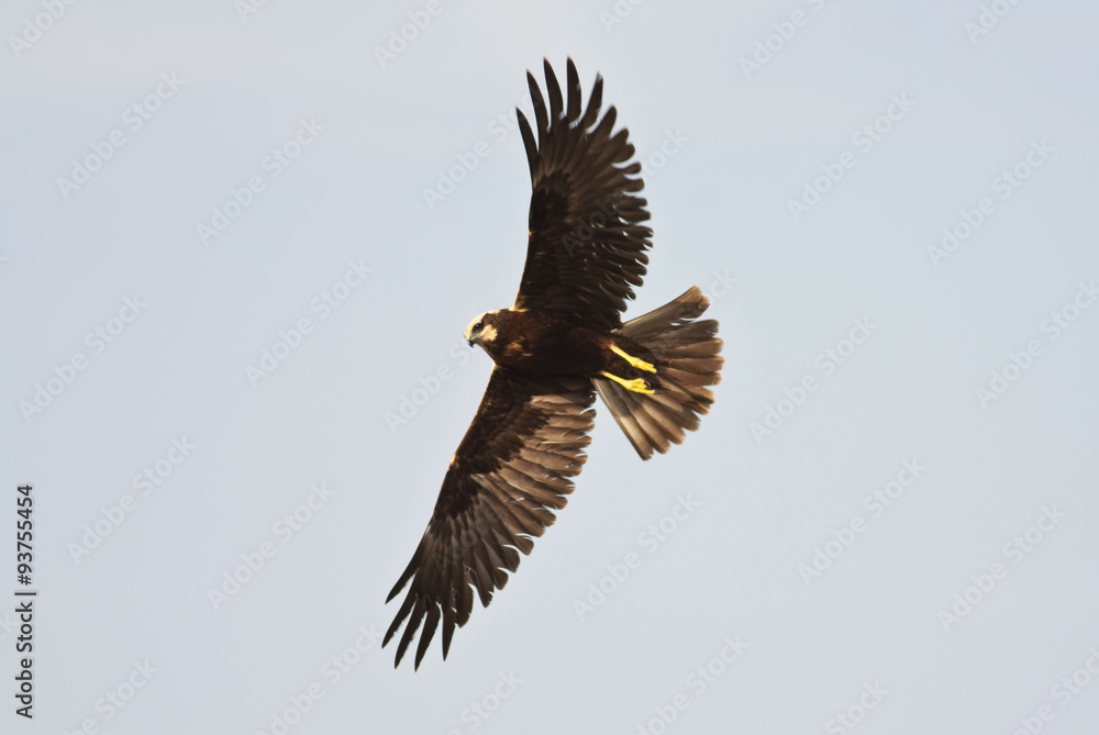Obraz premium Western Marsh Harrier