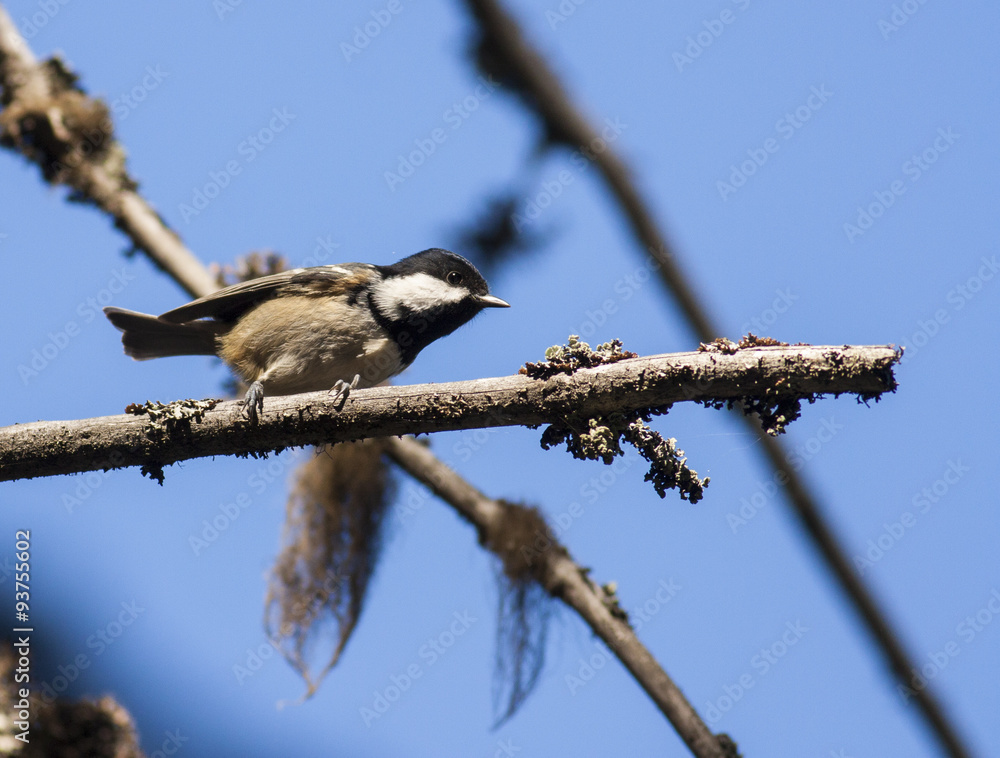 Obraz premium Coal Tit