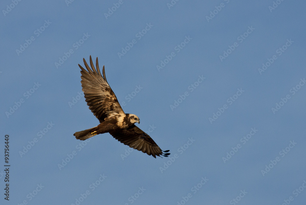 Fototapeta premium Marsh harrier (Circus aeruginosus)