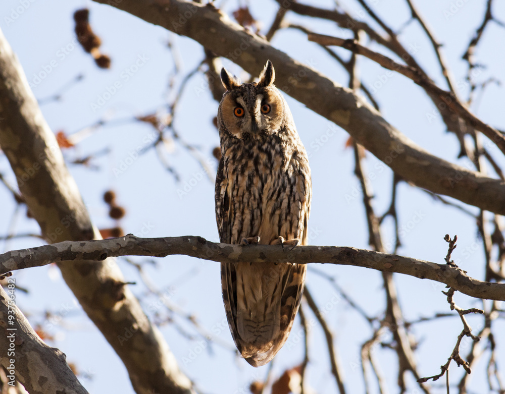 Long-eared Owl (Asio otus) Long-eared Owl (Asio otus)