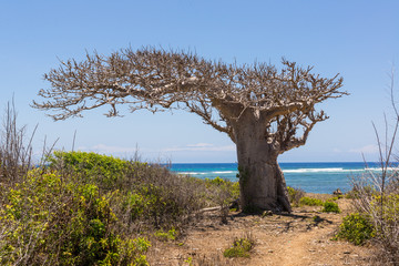 Leinwandbilder Baobab Großer Baobab in afrikanischer Savannenlandschaft  © drimafilm
