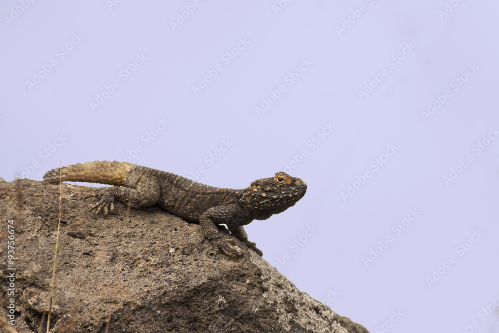 Agama on stone Agama on stone