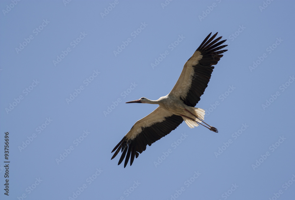 Fototapeta premium Migrating White Stork