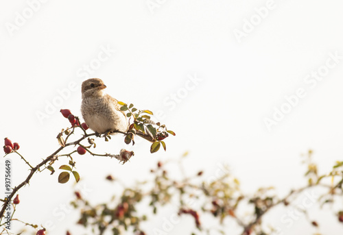 Red-backed Shrike (Lanius collurio) - young