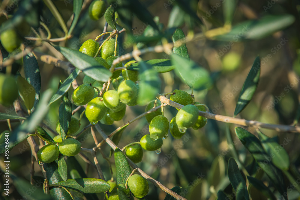 Green olives on olive oil on a rainy day