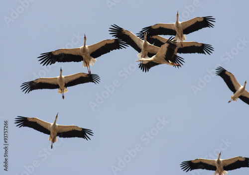 Tela Migrating White Storks