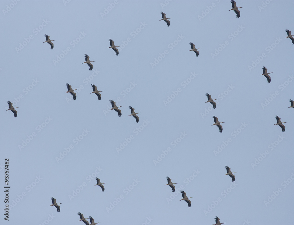 Migrating White Storks Migrating White Storks