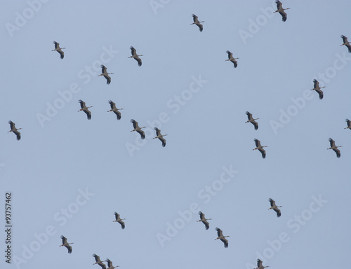 Migrating White Storks