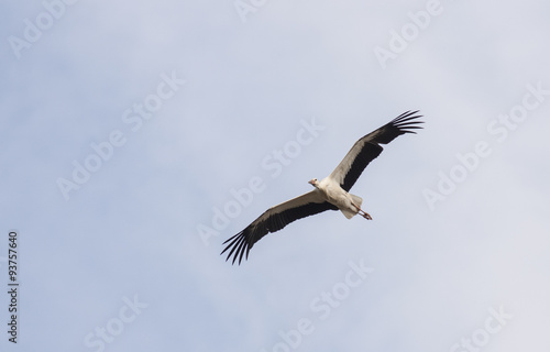 Migrating White Stork