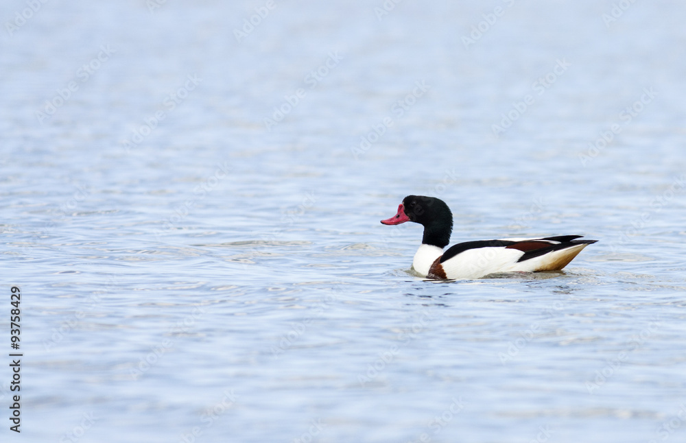 Duck in the water Duck in the water
