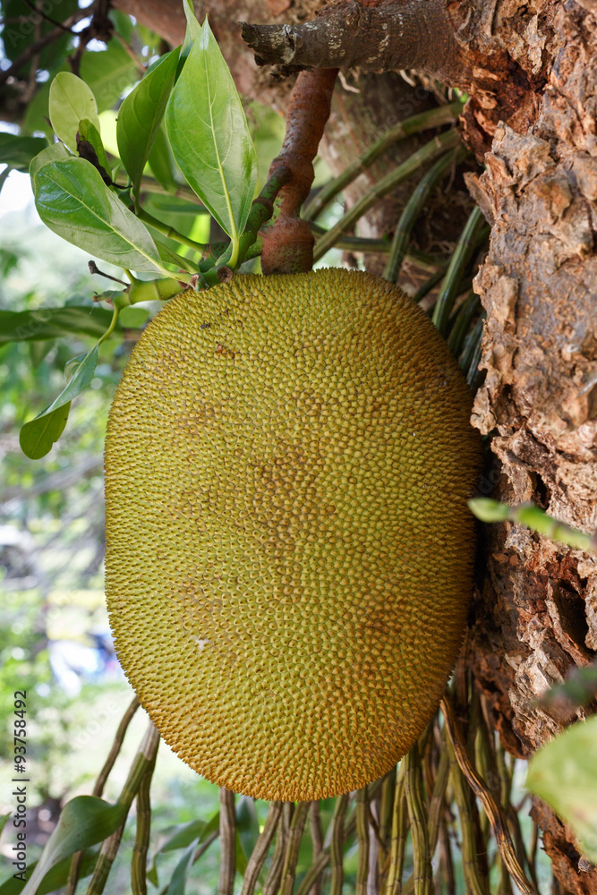 jackfruit in the tree close-up Photography jackfruit in the tree close-up Photography