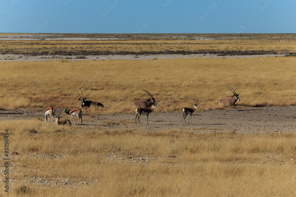 Fototapeta premium Group gemsbok or gemsbuck oryx and impala