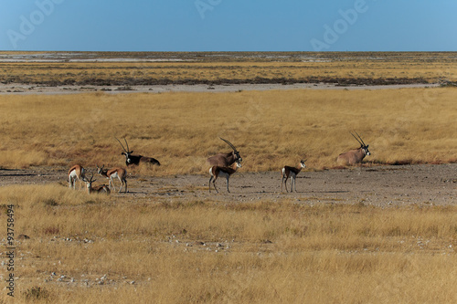 Group gemsbok or gemsbuck oryx and impala