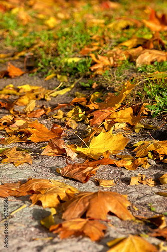 Autumn leaves on a path in a Park © tenrec