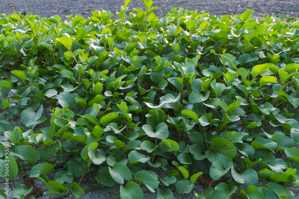Ipomoea pes-caprae, also known as bayhops, beach morning glory o Ipomoea pes-caprae, also known as bayhops, beach morning glory o