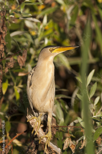 Little Bittern