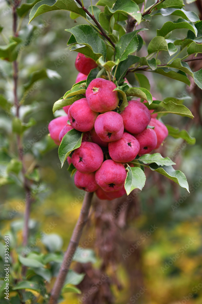 Small apple 小苹果 Small apple 小苹果