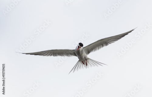 Common Tern