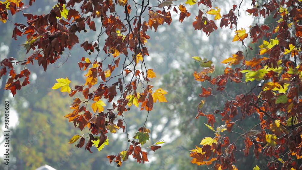Colorful red and yellow leaves on tree branch, Wind blows softly, smooth pan. Shallow field of view. Colorful red and yellow leaves on tree branch, Wind blows softly, smooth pan. Shallow field of view.