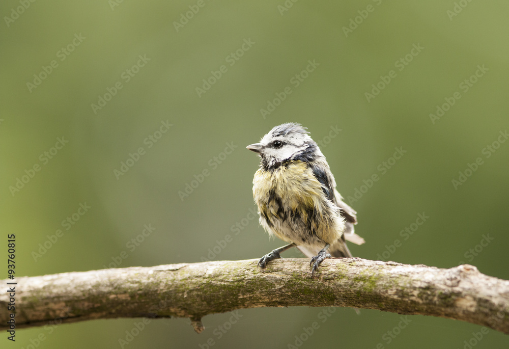 Fototapeta premium Blue Tit (Parus caeruleus)