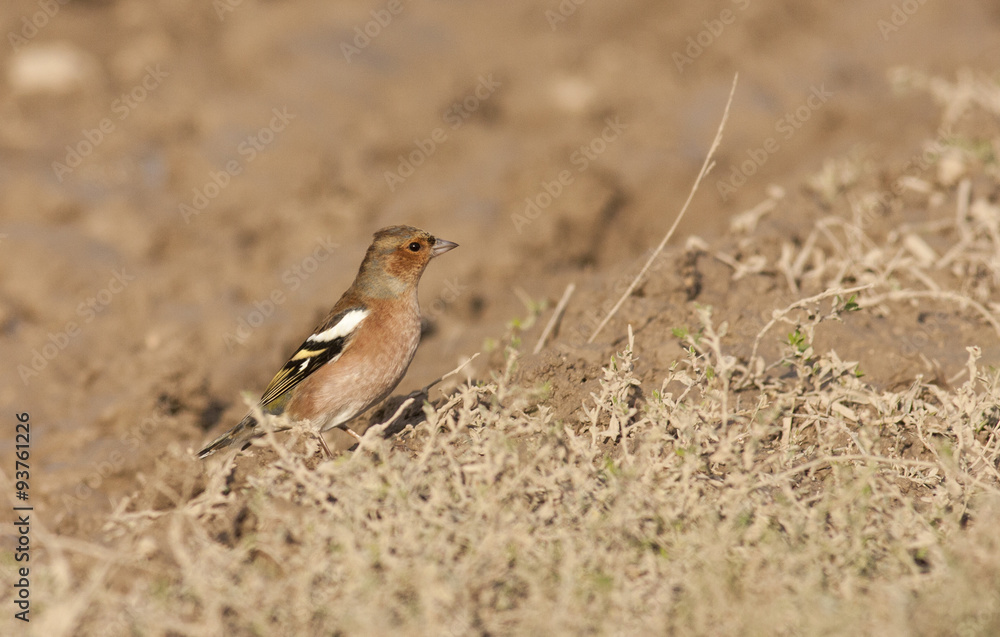 Chaffinch Chaffinch