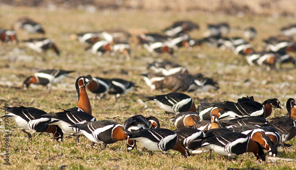 Fototapeta premium Red-breasted Goose